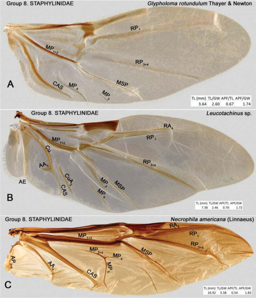 The Hind Wing of Coleoptera (Insecta): Morphology, Nomenclature