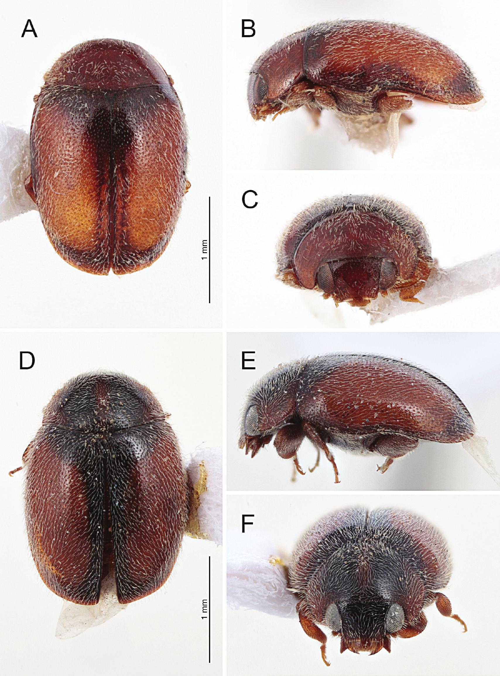 Nephus Mulsant A New Genus Of Ladybird Beetles Coleoptera