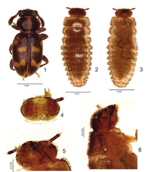 A Contribution to the Knowledge of Immature Stages of Endomychidae ...