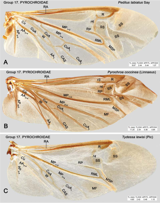 The Hind Wing of Coleoptera (Insecta): Morphology, Nomenclature and  Phylogenetic Significance: Part 2. Further Discussion, Histeroidea,  Bostrichoidea to Curculionoidea