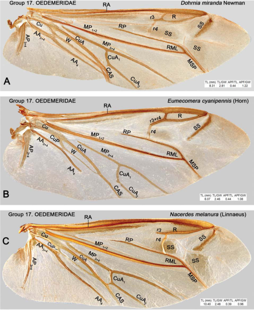 The Hind Wing of Coleoptera (Insecta): Morphology, Nomenclature and  Phylogenetic Significance: Part 2. Further Discussion, Histeroidea,  Bostrichoidea to Curculionoidea