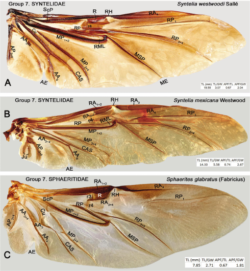 The Hind Wing of Coleoptera (Insecta): Morphology, Nomenclature