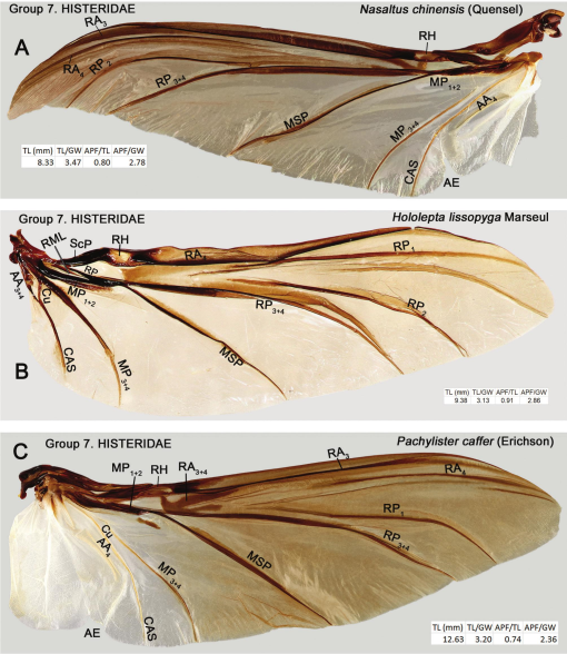 The Hind Wing of Coleoptera (Insecta): Morphology, Nomenclature