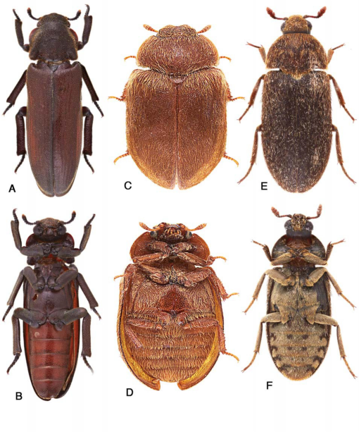 common carpet beetle - Anthrenus scrophulariae (Linnaeus)