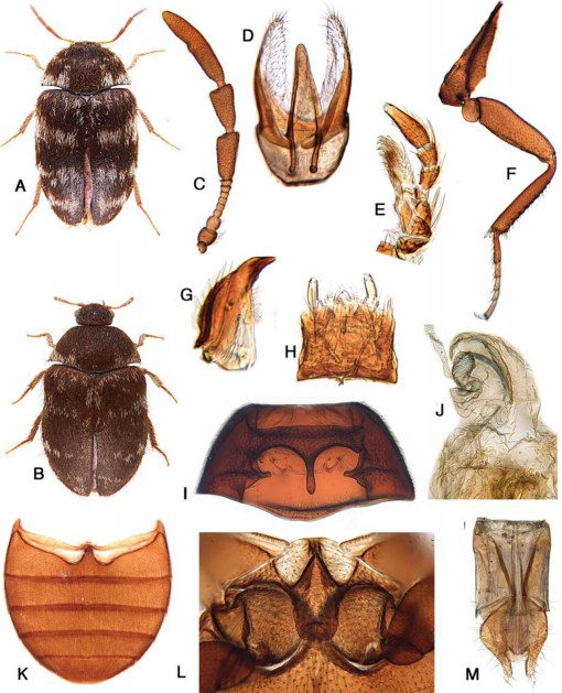 Varied Carpet Beetle - Marin/Sonoma Mosquito and Vector Control District