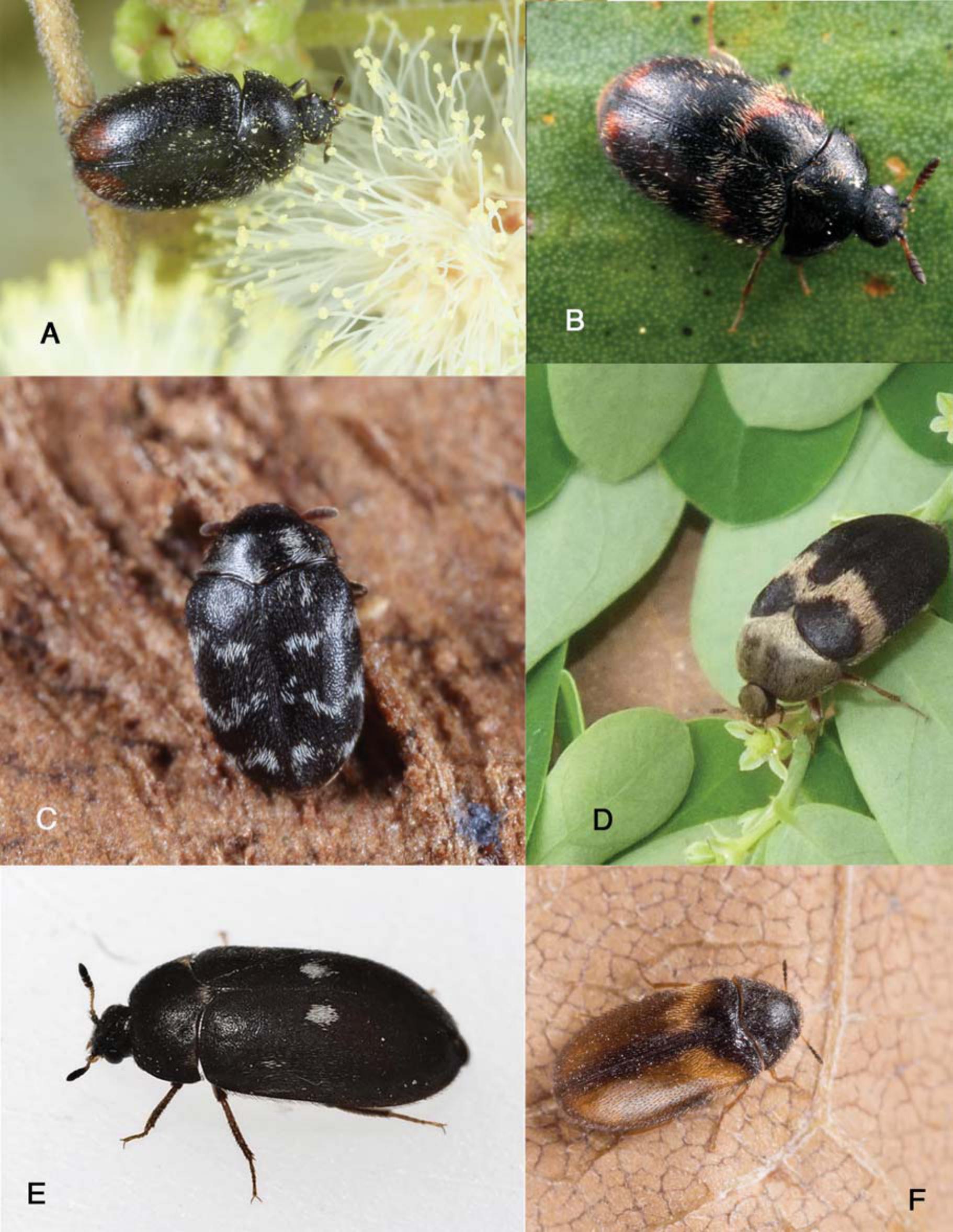 common carpet beetle - Anthrenus scrophulariae (Linnaeus)