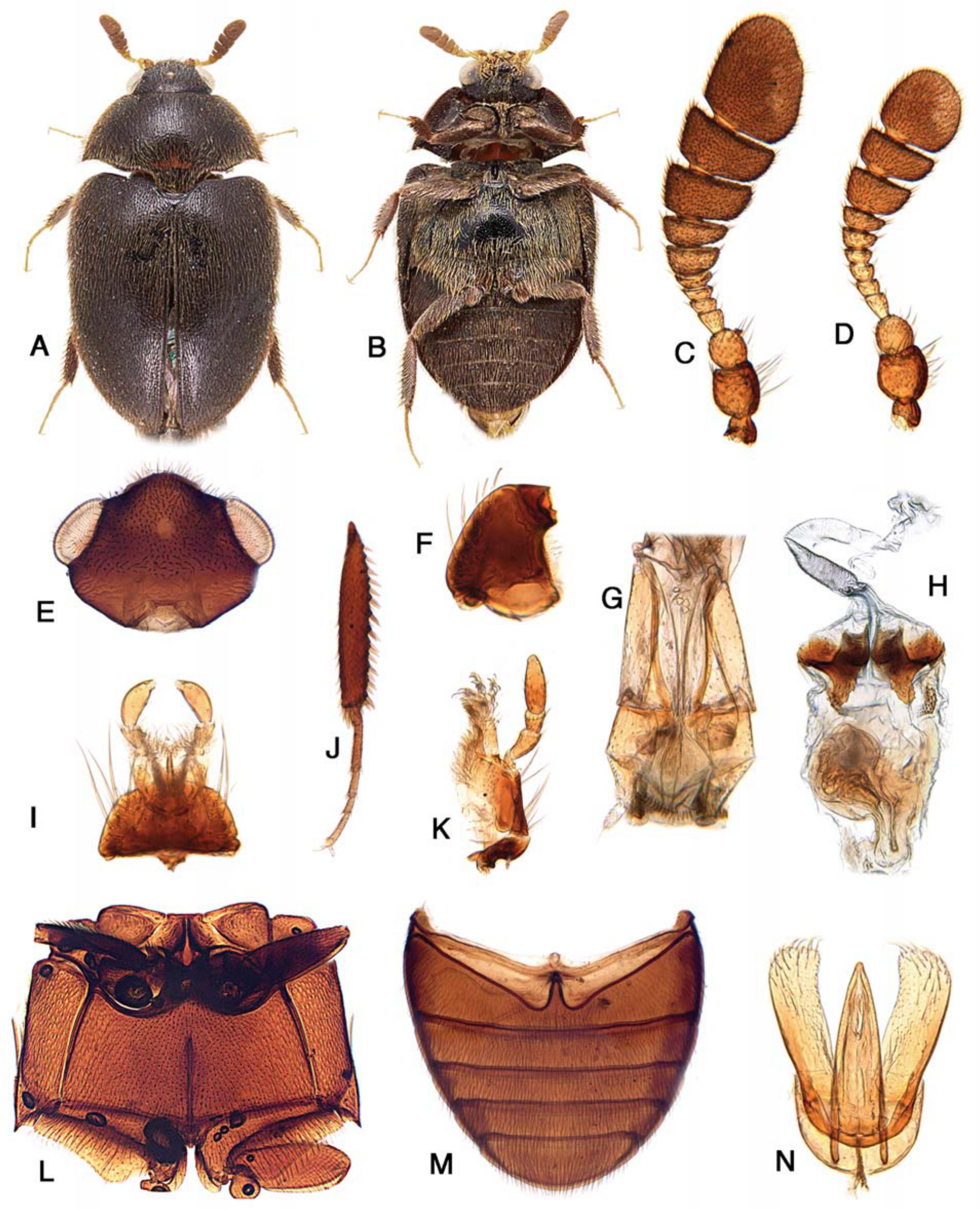 Dermestid Beetles (Carpet Beetles) - 5.549 - Extension