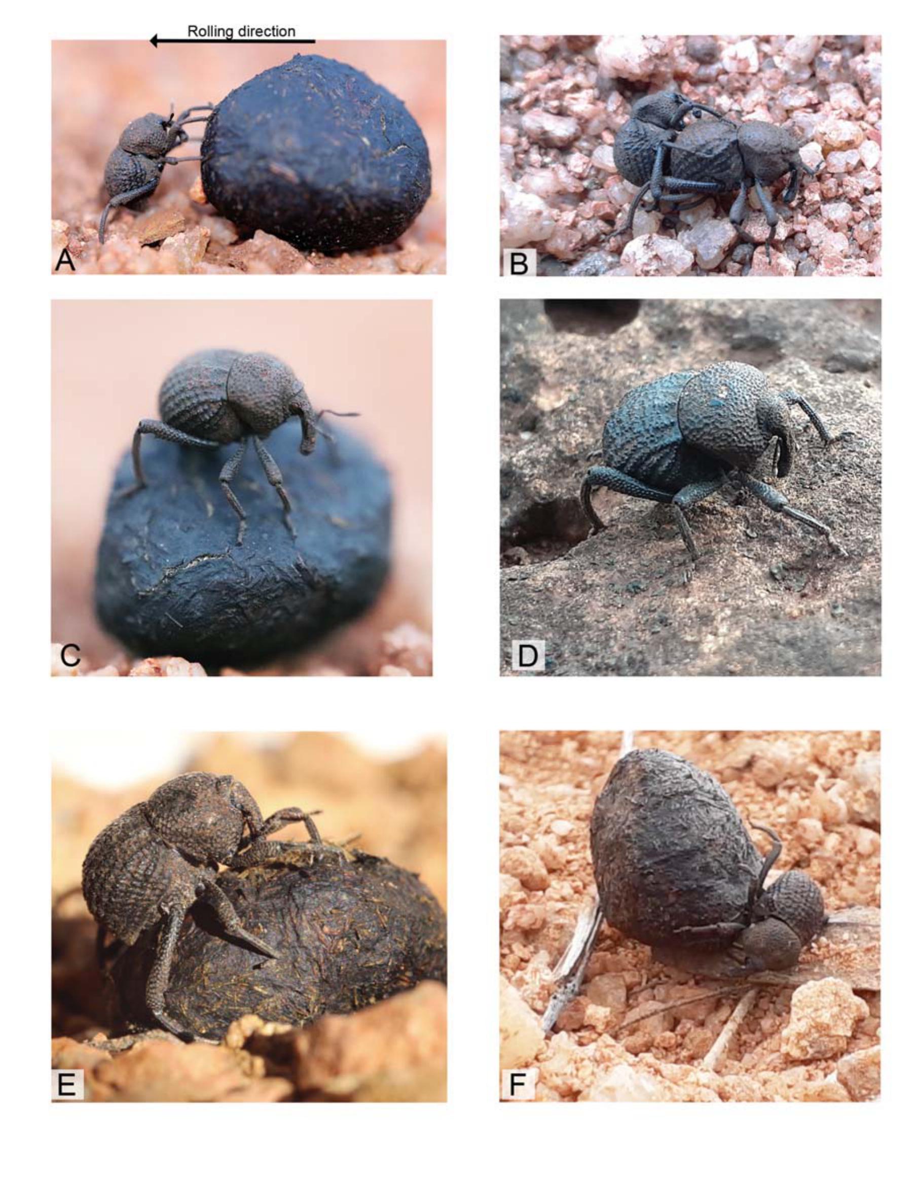 A Dung-Beetle Impostor: Revision Of The Australian Weevil Genus ...