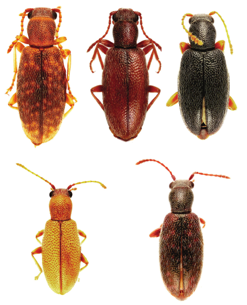 The Hind Wing of Coleoptera (Insecta): Morphology, Nomenclature and  Phylogenetic Significance: Part 2. Further Discussion, Histeroidea,  Bostrichoidea to Curculionoidea
