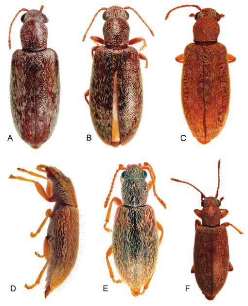 The Hind Wing of Coleoptera (Insecta): Morphology, Nomenclature and  Phylogenetic Significance: Part 2. Further Discussion, Histeroidea,  Bostrichoidea to Curculionoidea