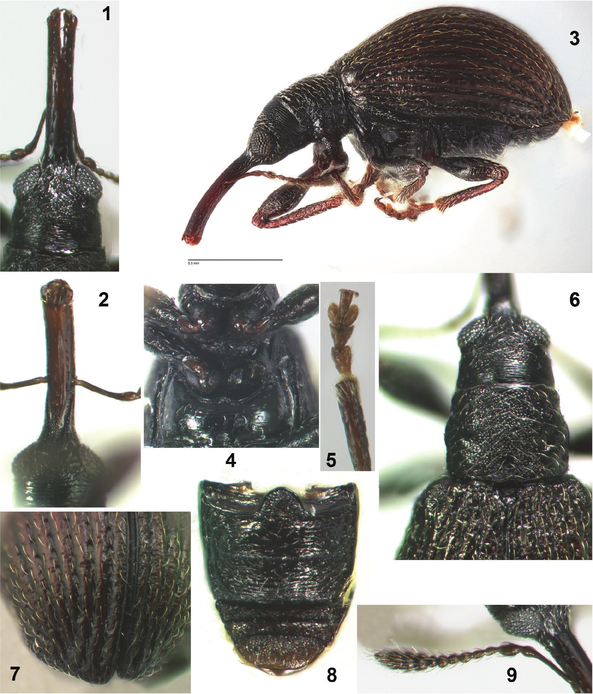 The Hind Wing of Coleoptera (Insecta): Morphology, Nomenclature and  Phylogenetic Significance: Part 2. Further Discussion, Histeroidea,  Bostrichoidea to Curculionoidea