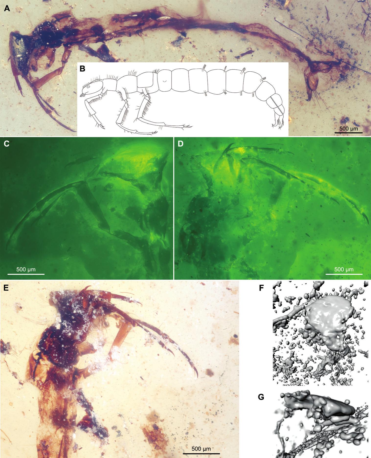 Hot Large swarm of Trichoptera (Caddisfly) in Burmese Amber