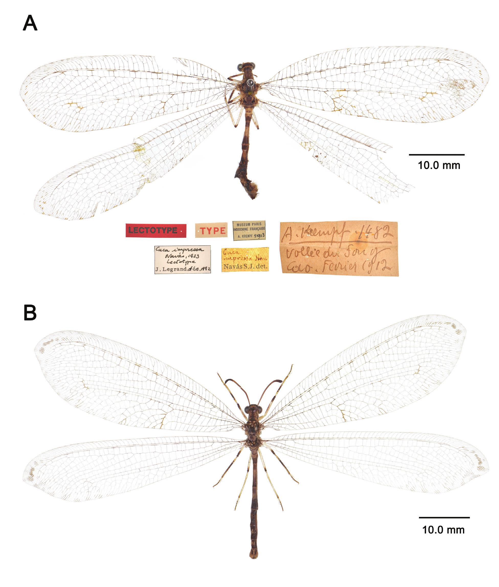 Revision of the Oriental Antlion Genus Cuca Navás, 1923, with ...