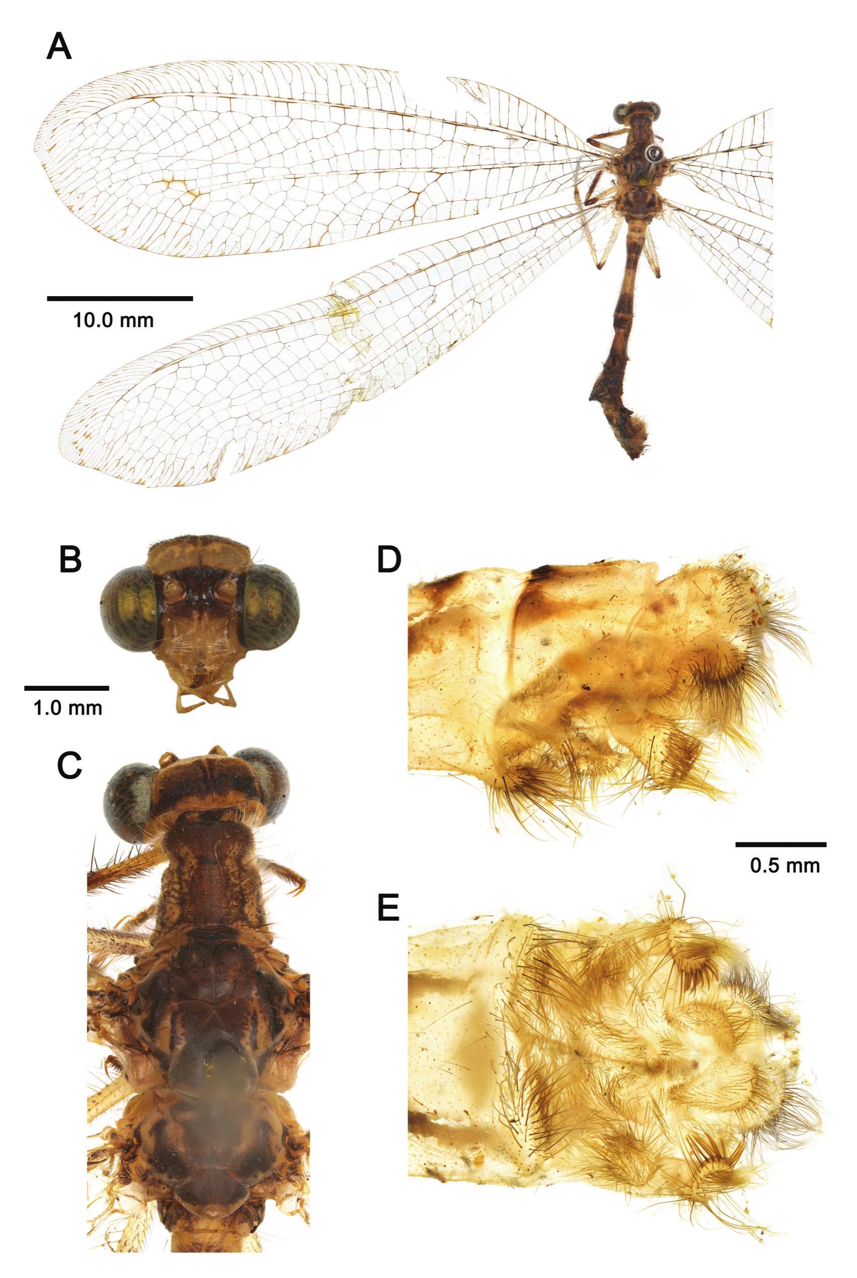 Revision of the Oriental Antlion Genus Cuca Navás, 1923, with ...