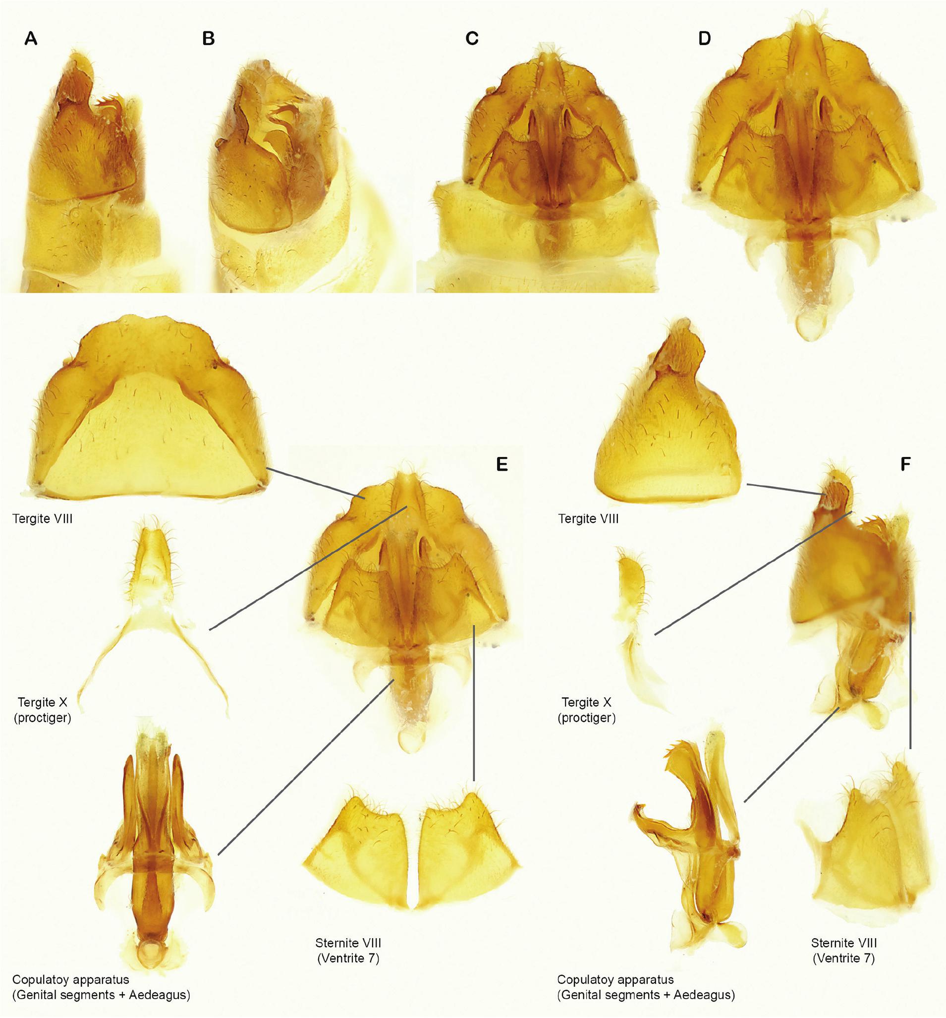 Tregite 9 Rounded Taxonomic Revision of Pachymesia Westwood (Coleoptera: Cantharidae ...