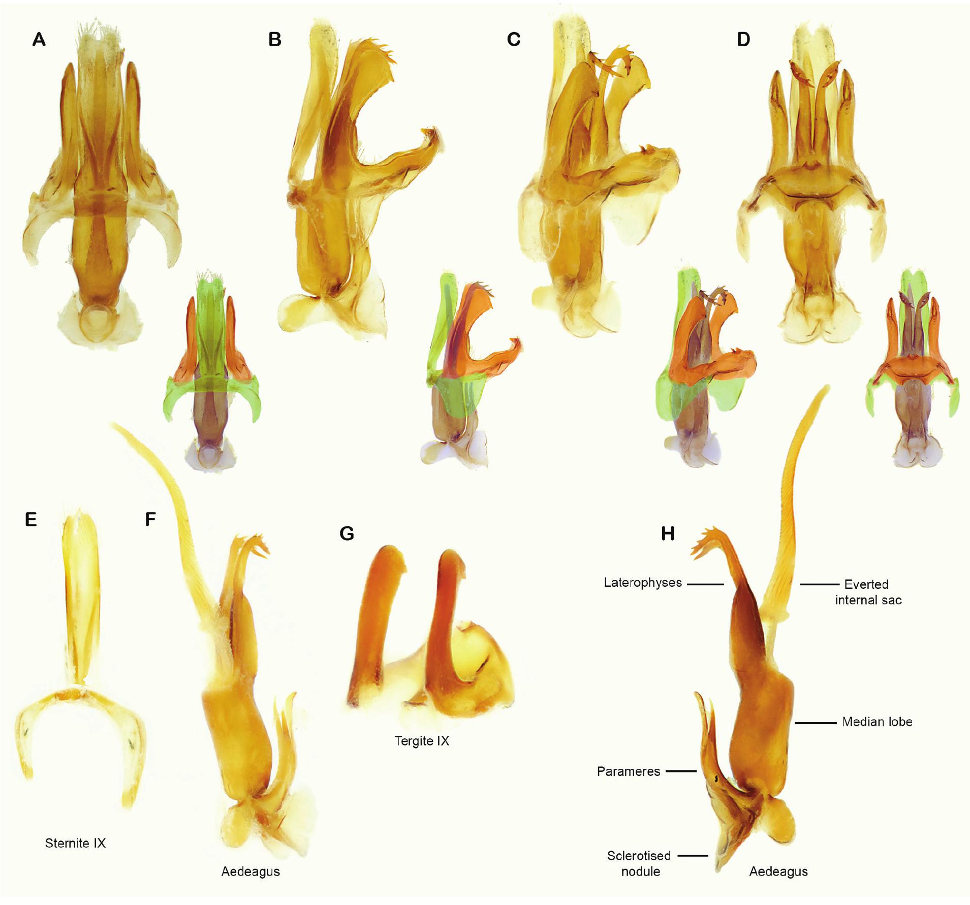 Tregite 9 Rounded Taxonomic Revision of Pachymesia Westwood (Coleoptera: Cantharidae ...
