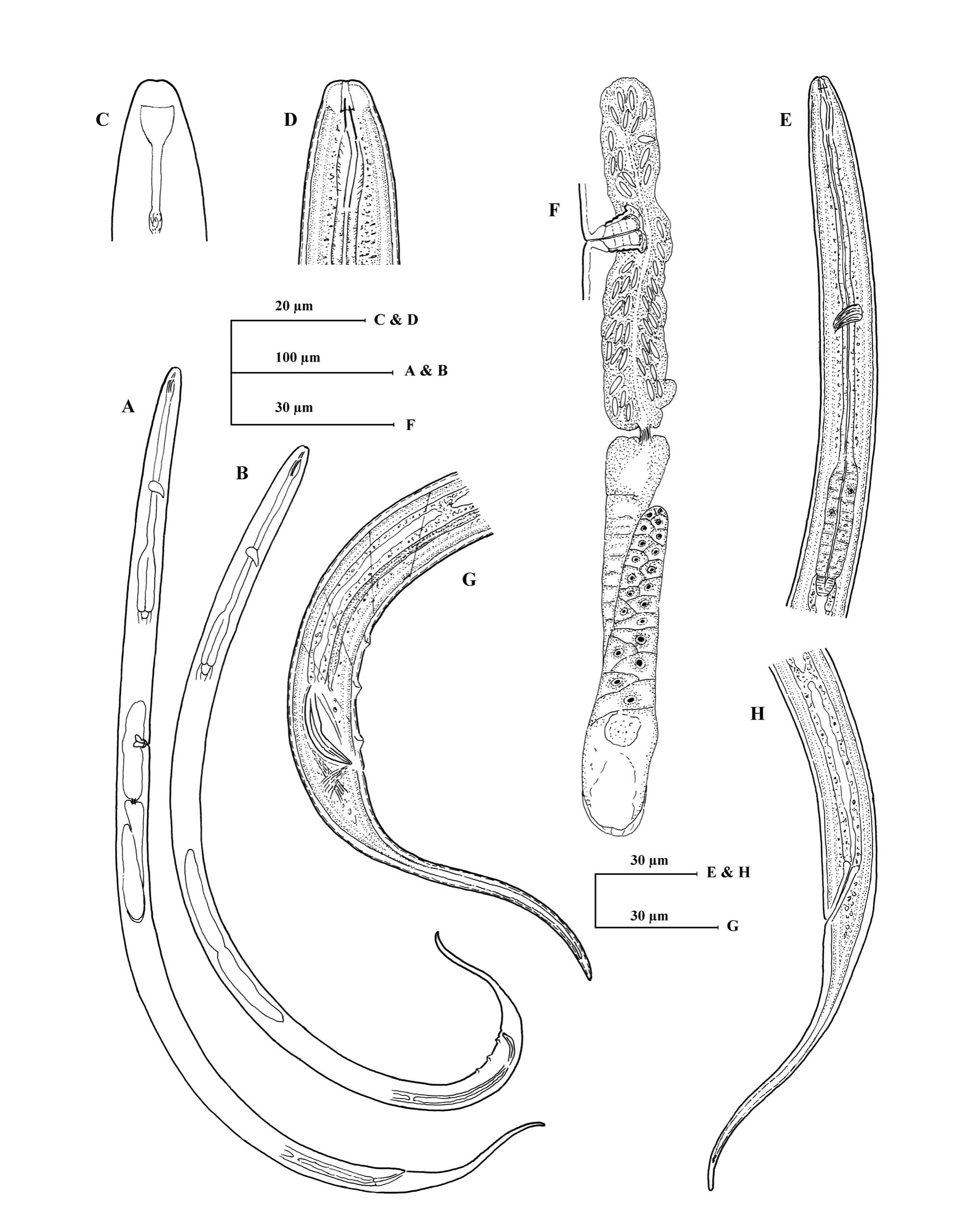Three New Monodelphic Species of the Genus Dorylaimoides Thorne and ...