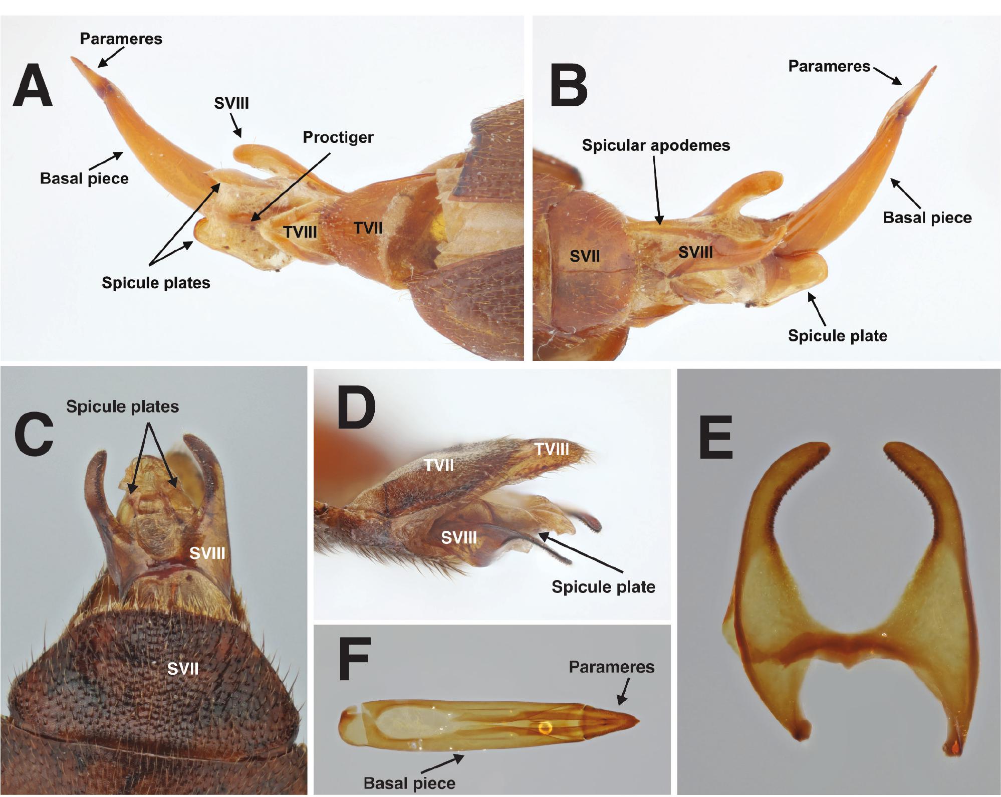 Harmonizing Species and Genera with Sexually Dimorphic Flightedness ...