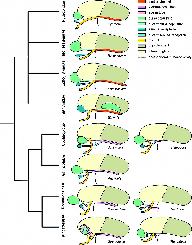 Molecular Systematics Of Hydrobiidae Mollusca Gastropoda