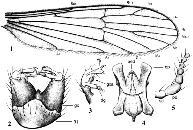New species of short-palped crane flies (Diptera: Limoniidae) from Mongolia