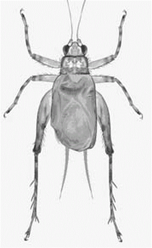 three-new-species-of-the-cricket-genus-trigonidium-in-hawaii