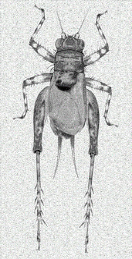 three-new-species-of-the-cricket-genus-trigonidium-in-hawaii