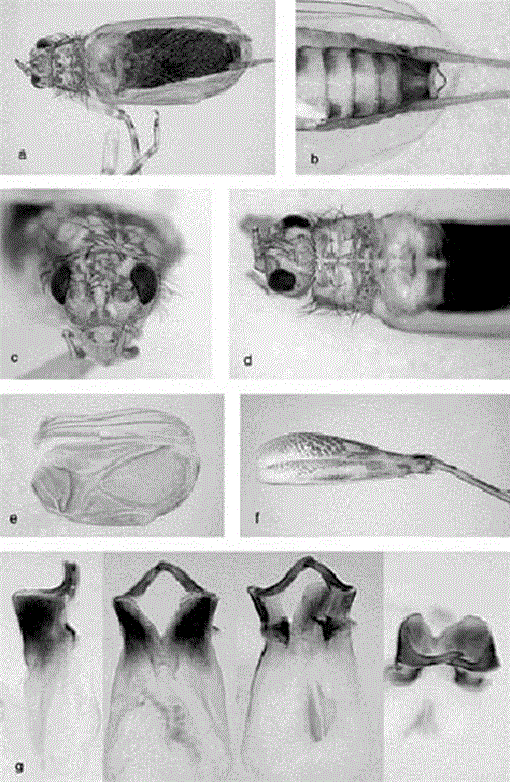 trigonidium gryllidae wikispecies species wikimedia