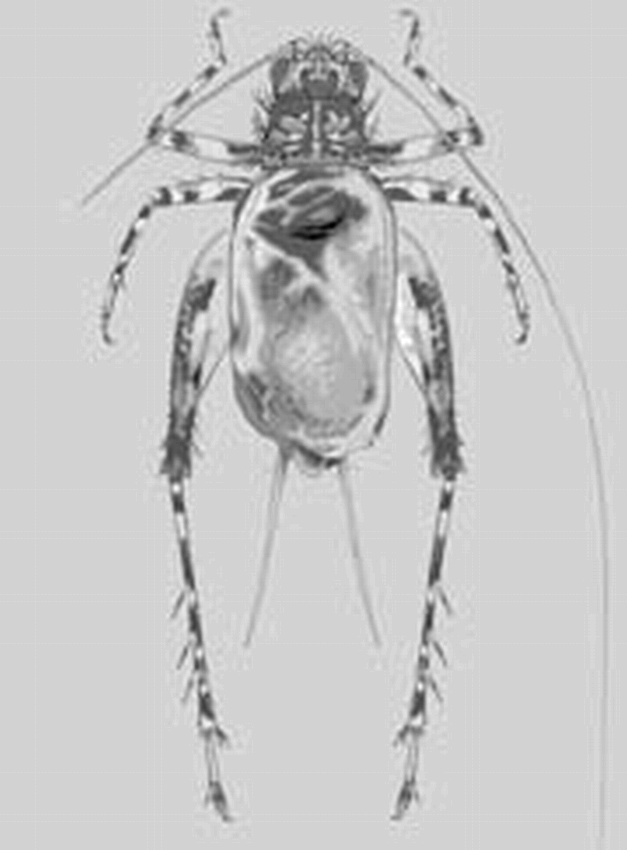 three-new-species-of-the-cricket-genus-trigonidium-in-hawaii