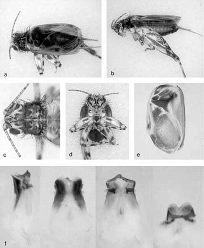 three-new-species-of-the-cricket-genus-trigonidium-in-hawaii