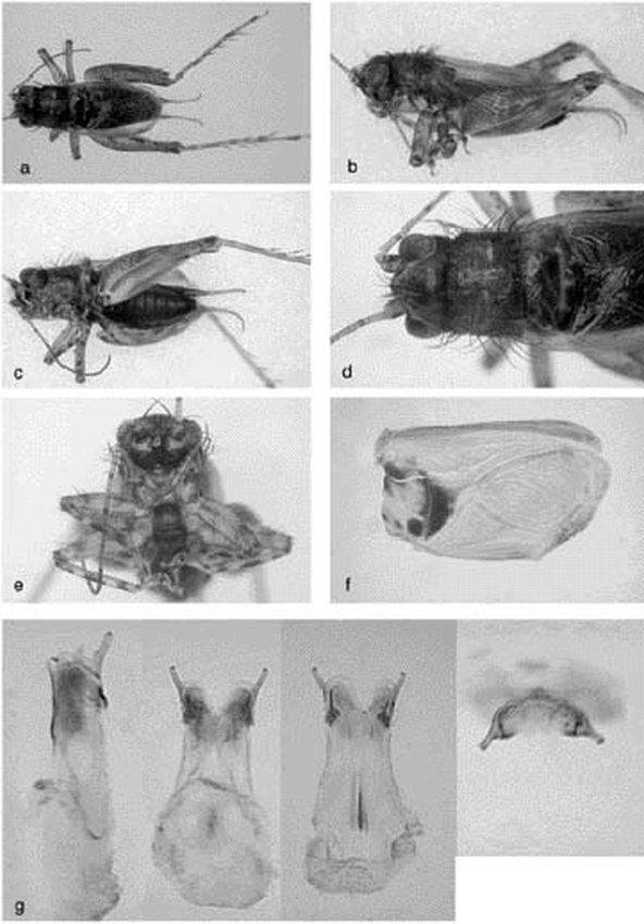 three-new-species-of-the-cricket-genus-trigonidium-in-hawaii