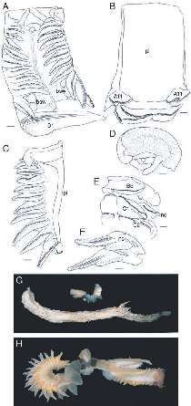 chaetopterus