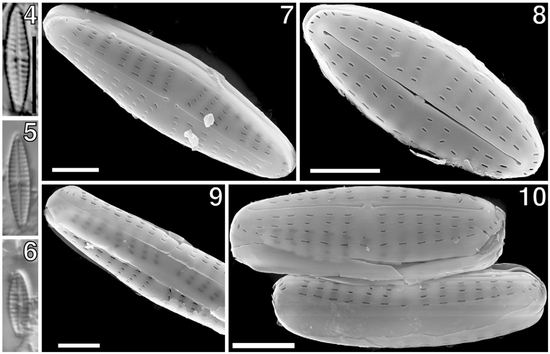 The Types of 22 Navicula (Bacillariophyta) Species Described by Ruth ...