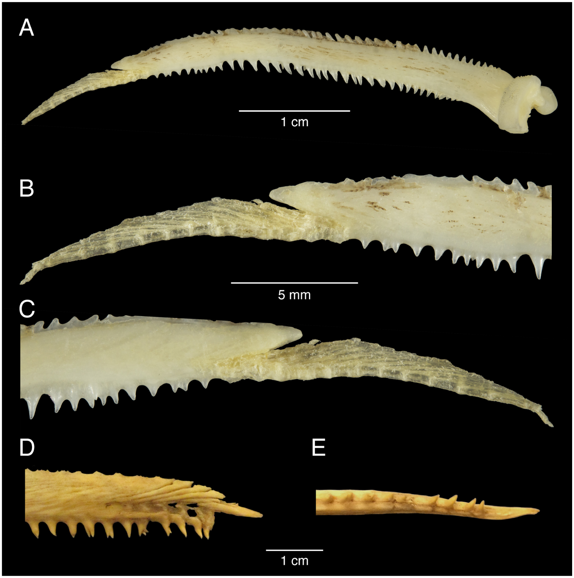 Bony ornamentation of the catfish pectoral-fin spine: comparative and ...