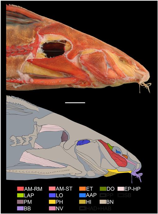 Branchiostegal rays, ventral view, left side. A, Bagre bagre, MZUSP