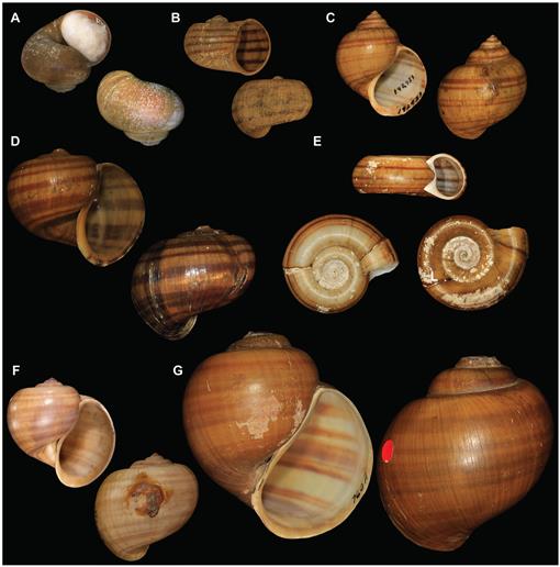 Types of Ampullariidae (Mollusca: Gastropoda) in the Academy of Natural ...