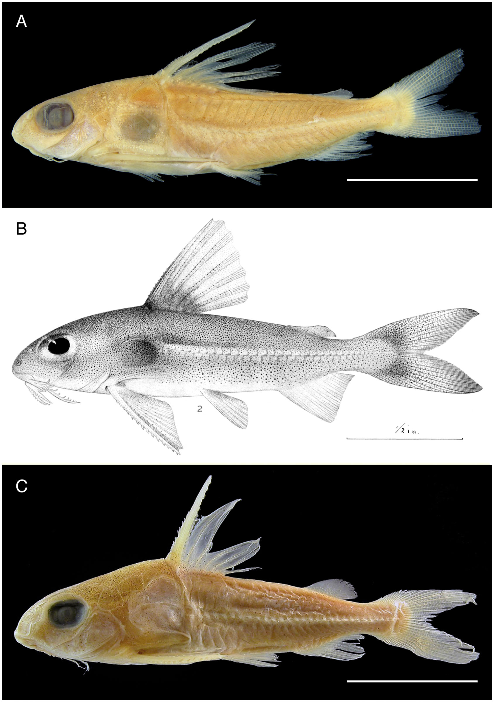 Taxonomic Assessment Of The Hard Nosed Thornycats Siluriformes