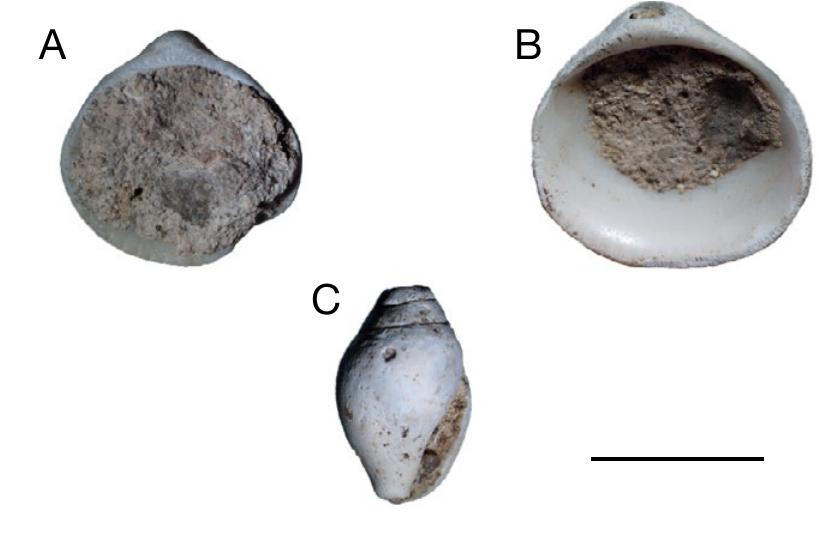 The Exploitation Of Molluscs And Other Invertebrates In Alexandria Egypt From The Hellenistic Period To Late Antiquity Food Usage And Trade