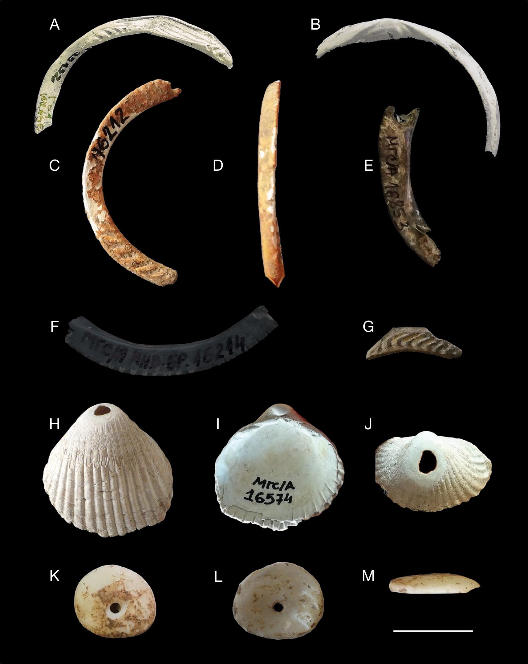 A String Of Marine Shell Beads From The Neolithic Site Of Vrsnik Tarinci Ovce Pole And Other Marine Shell Ornaments In The Neolithic Of North Macedonia