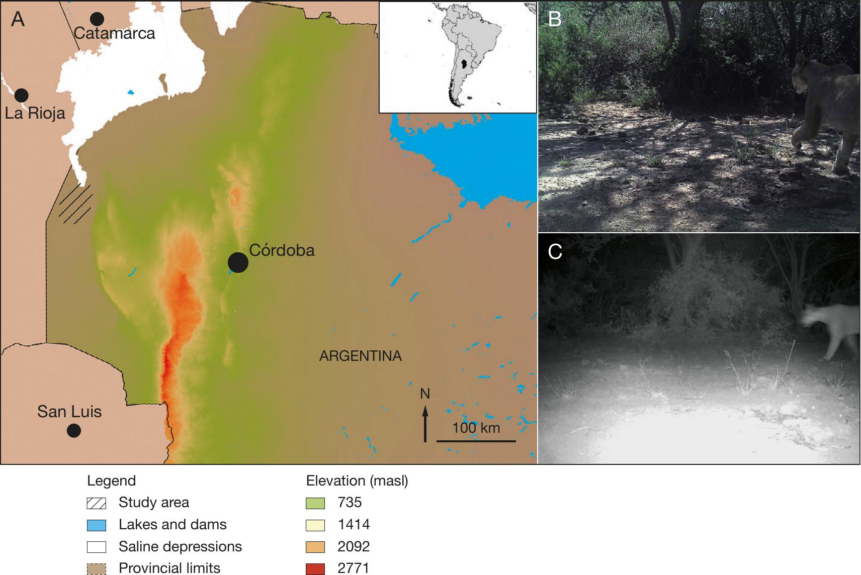 Human-puma (Puma concolor (Linnaeus, 1771)) relations in the Dry