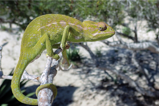 Chameleon Returns After Missing for a Century