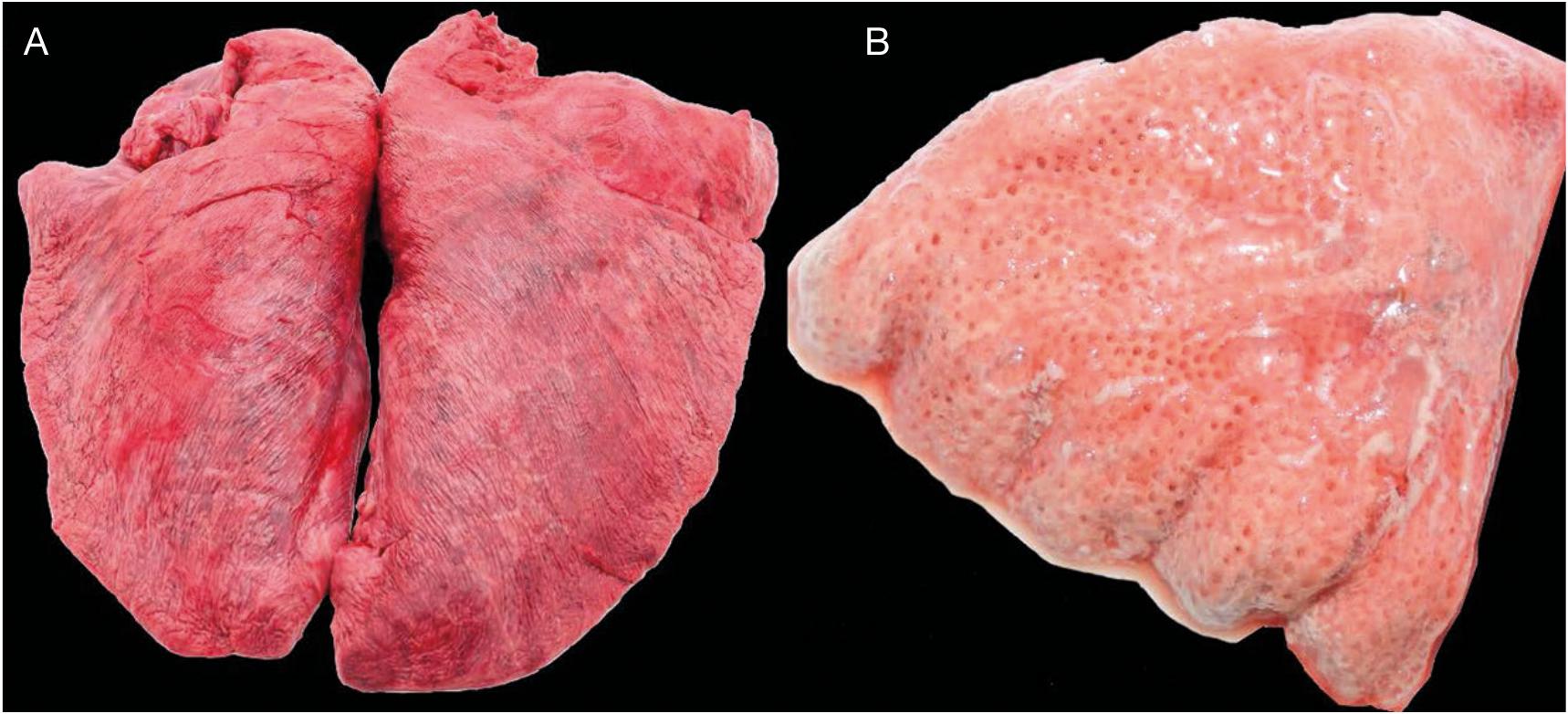 Aristotle on the anatomy of the heart and lungs (HA 1.17): new insights ...