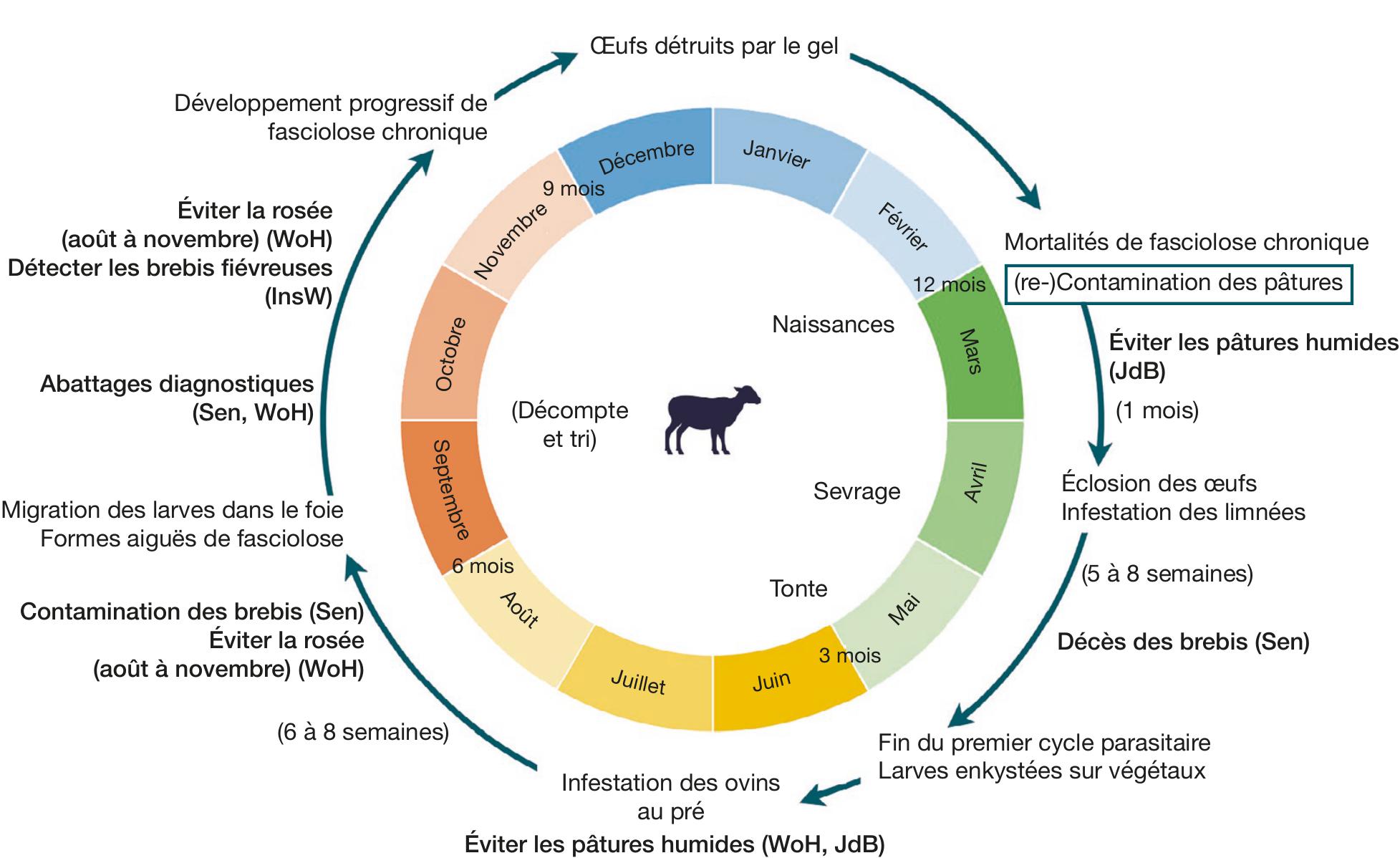 Présence, perception et prévention de la fasciolose ovine aux xIIIe et xIVe  siècles