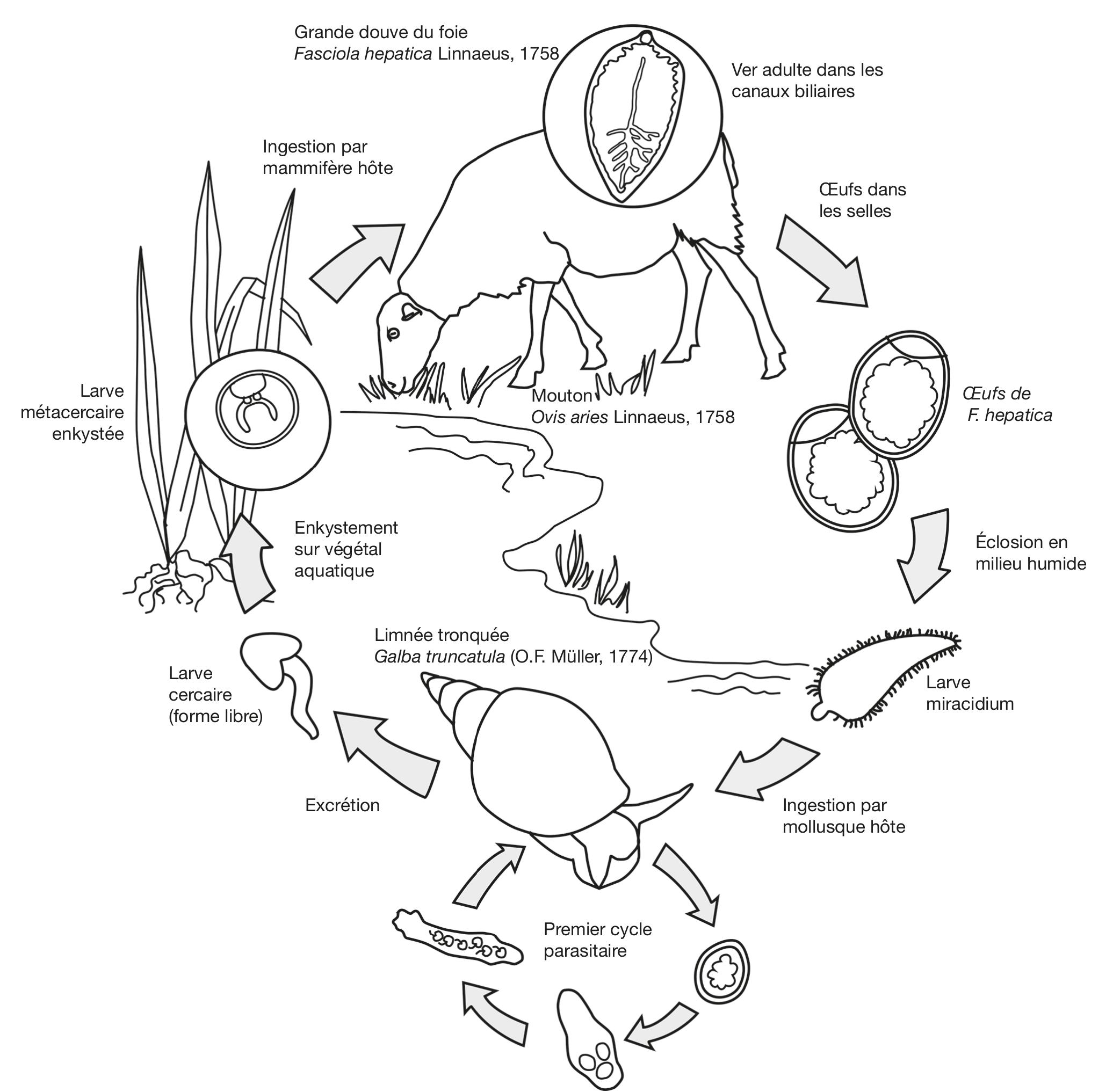 Présence, perception et prévention de la fasciolose ovine aux xIIIe et xIVe  siècles