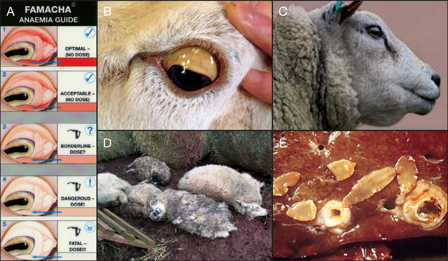 Présence, perception et prévention de la fasciolose ovine aux xIIIe et xIVe  siècles