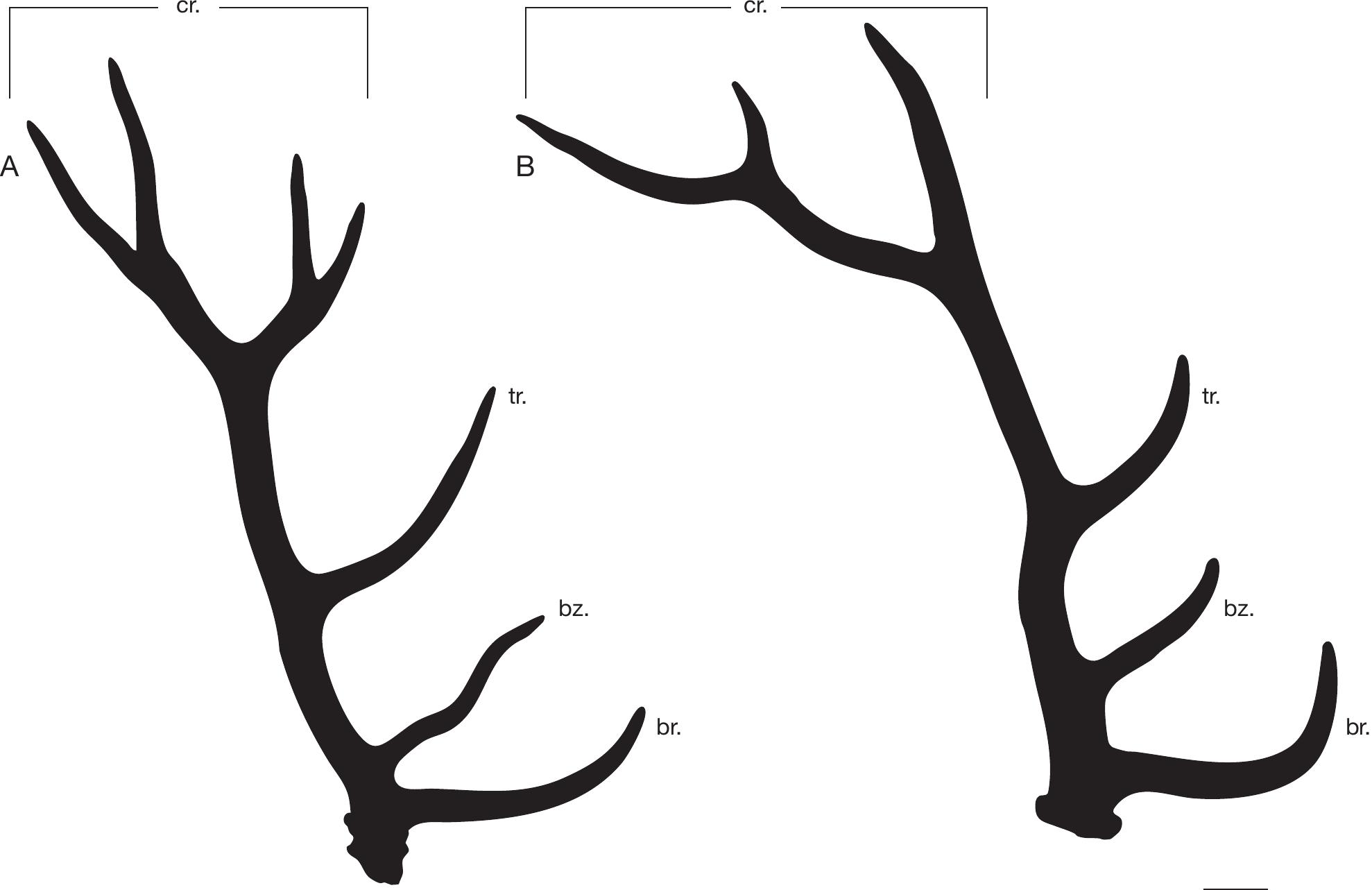 From continents to islands: tracking the red deer (Cervus elaphus  display picture 1