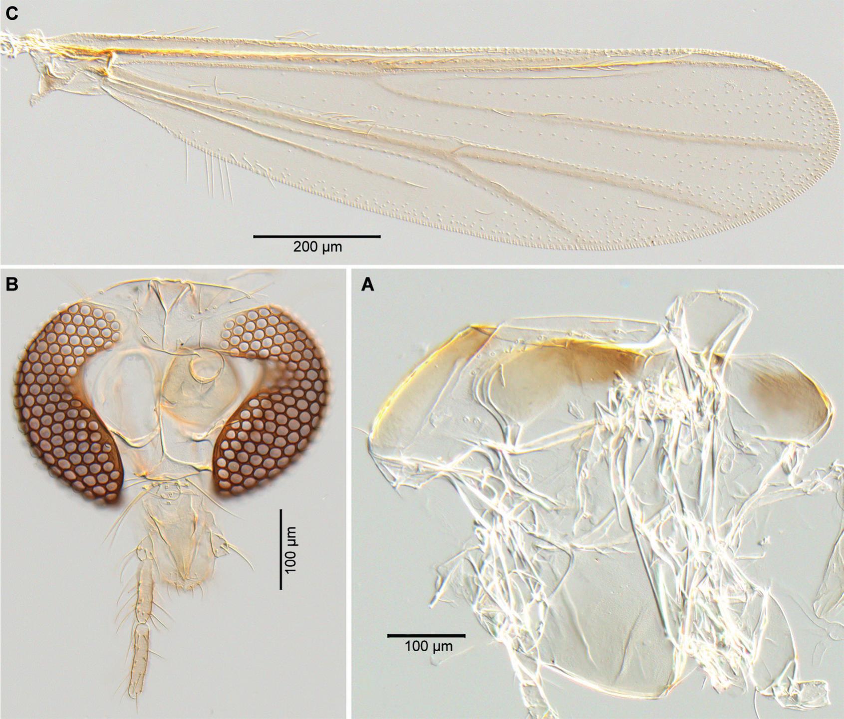 Tanytarsus xinglongensis (Diptera, Chironomidae, Tanytarsini), A New ...