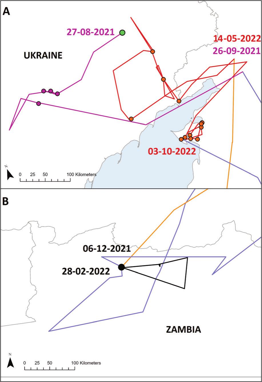 Annual Movement Pattern Of A Single Individual Steppe Buzzard Buteo 