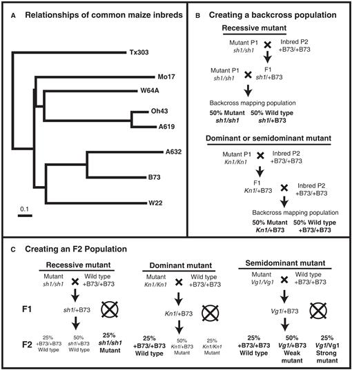 Positional Cloning in Maize (Zea mays subsp. mays, Poaceae)