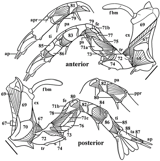 GROSS MUSCULAR ANATOMY OF LIMULUS POLYPHEMUS (XIPHOSURA, CHELICERATA