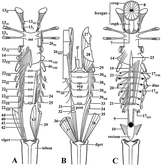 GROSS MUSCULAR ANATOMY OF LIMULUS POLYPHEMUS (XIPHOSURA, CHELICERATA